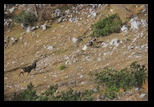 Triglav -Mali Draski -27-10-2013 - Bogdan Balaban